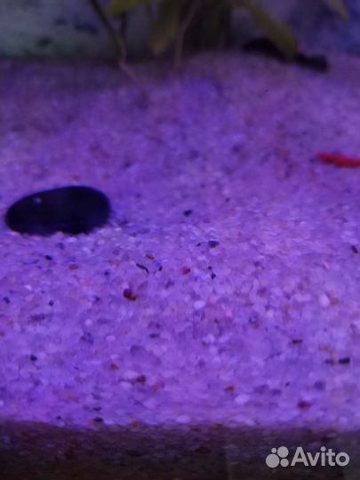 Кварцевый песок для аквариума