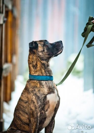 Отдаю метиса боксера Тая в добрые руки