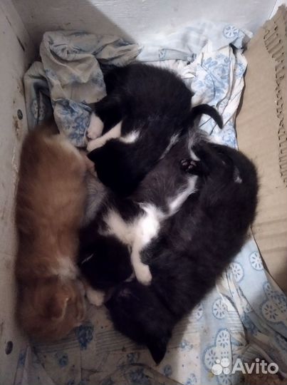 Котята в добрые руки бесплатно