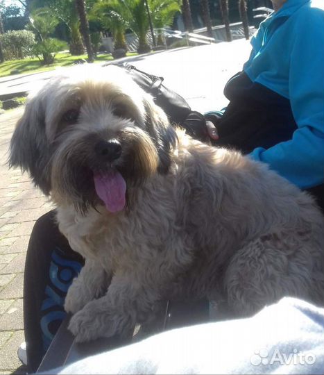 Отдам бесплатно щенки