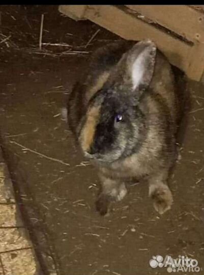 Самцы и самки