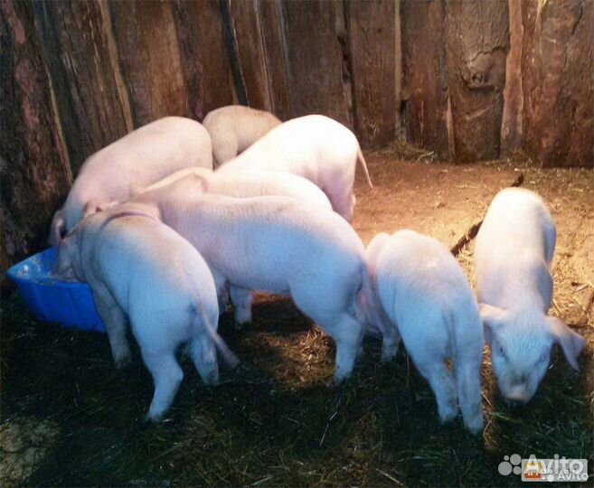 Поросята