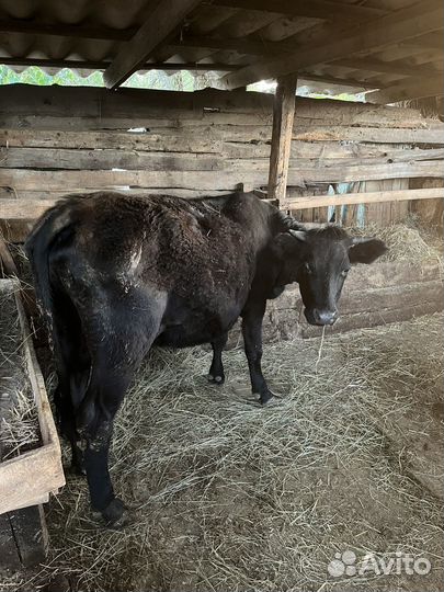 Первотелка