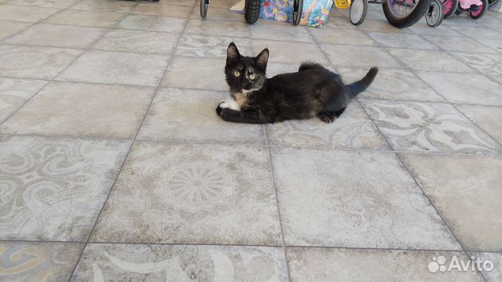 Кошка в дар