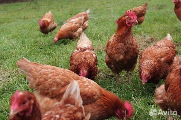 Куры несушки Белые