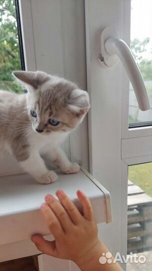 Котята 1,5 мес бесплатно кушают писают в лоток