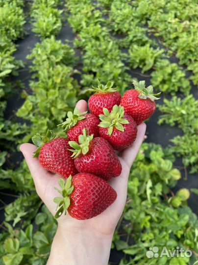 Клубника усы