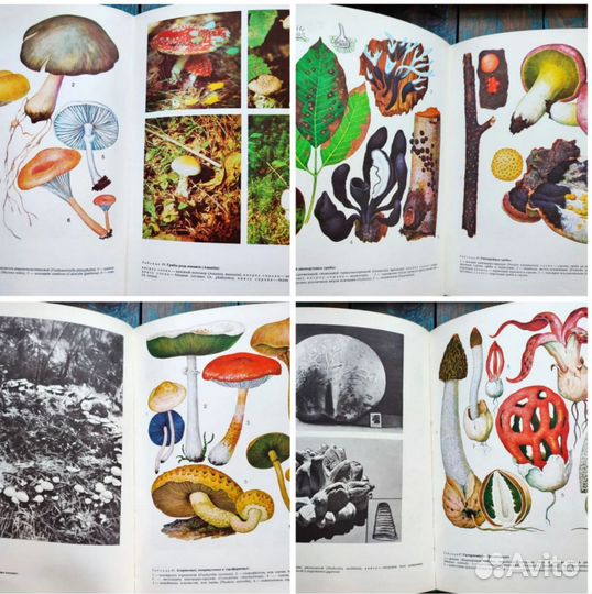 Ботанические книги грибы, растения, животные