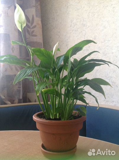 Спатифилиум