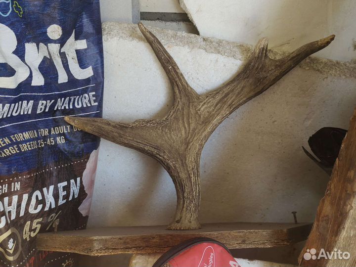 Продам рога
