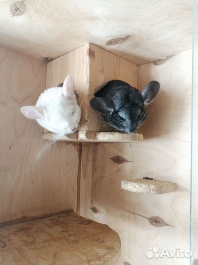 Витрина для шиншилл (б/у)