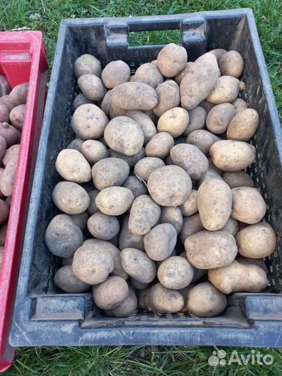 Семенной картофель(Сортовой)