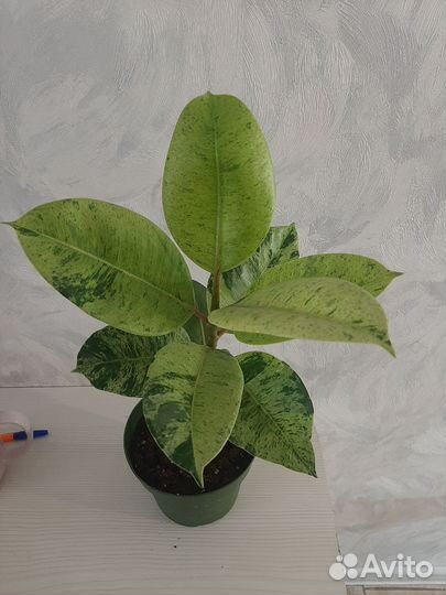Фикус шривериана