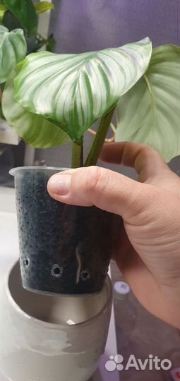 Комнатные растения цветы калатея монстера