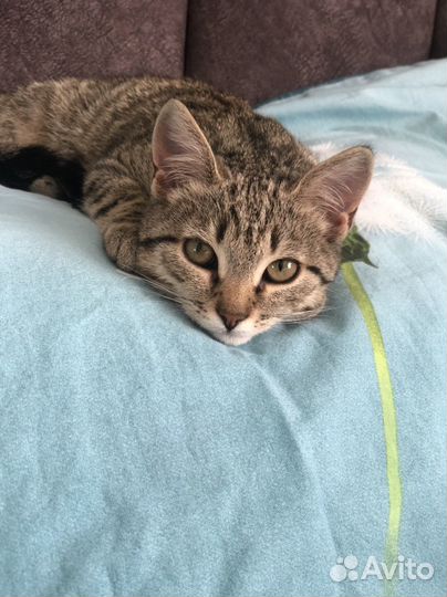 Маленькая кошечка