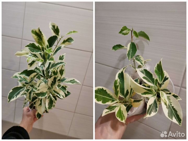 Фикус Лирата,Рубигиноза,Бенгальский тигр,Амстелы