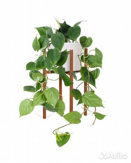 Филодендрон Сканденс