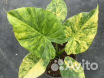 Алоказия гагеана вариегатная