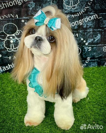 Груминг собак