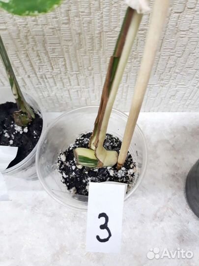 Монстера Альба