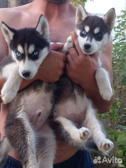 Щенки хаски