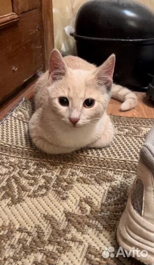 Кошка в дар