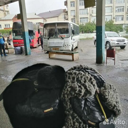 Ушанки питон