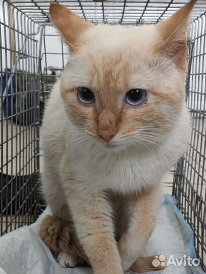 Отдам бесплатно