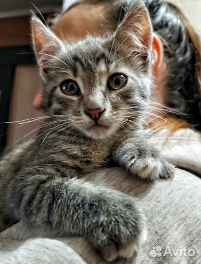 Котенок ищет любящую семью