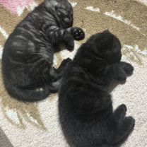 Шотландский прямоухий короткошёрстный котёнок