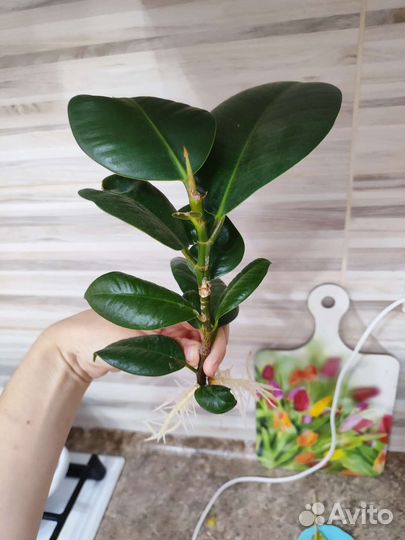 Фикус отросток