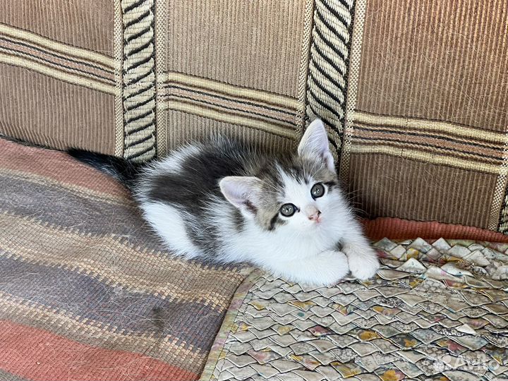Котята в добрые руки даром