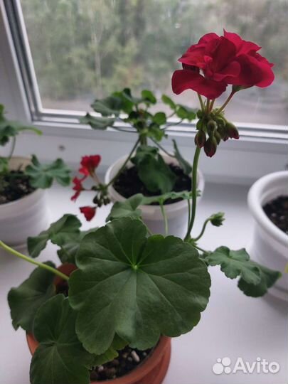 Пеларгония герань сортовая