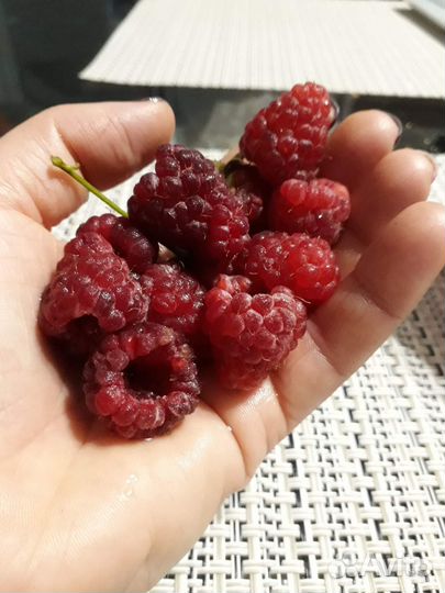 Саженцы малины, крыжовник, смородина, клубника