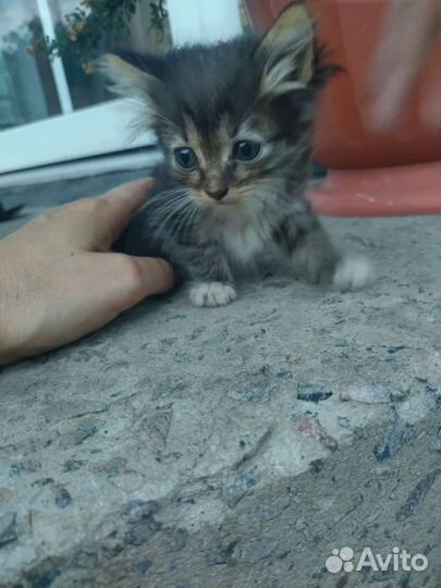 Котята бесплатно