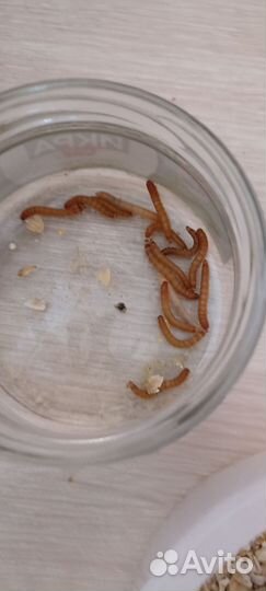 Мучной червь живой