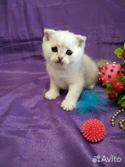 Серебристая шиншилла