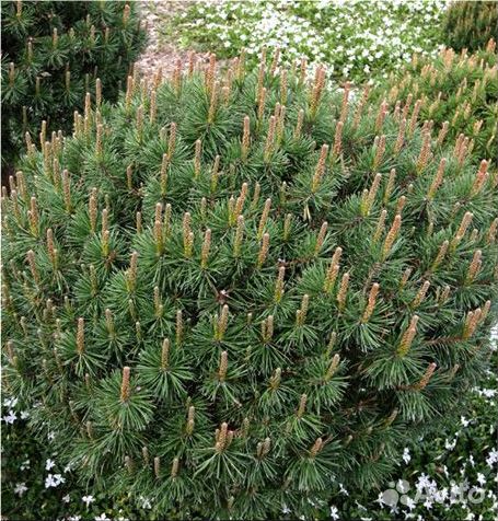 Сосна горная 2м