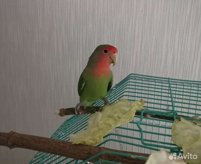 Попугай неразлучник с клеткой