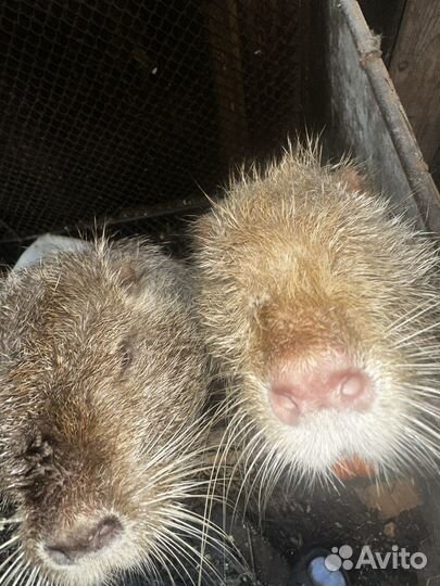 Семья взрослых нутрий