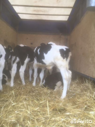 Бычки и быки