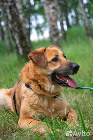 Собака из приюта в добрые руки