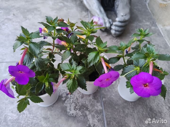 Ахименес crozy purple