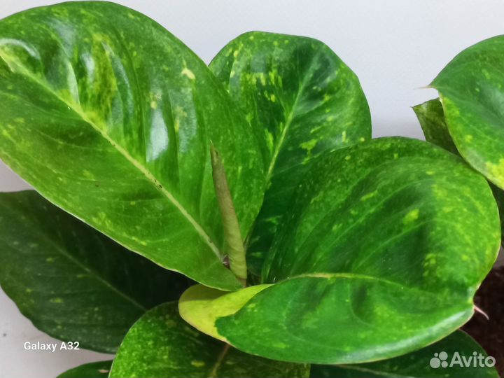 Аглаонема apple green