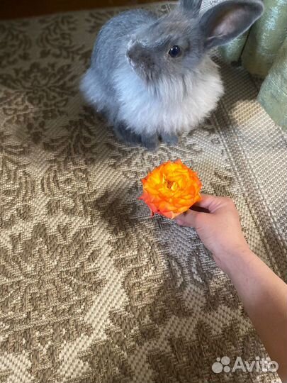 Львиноголовый кролик