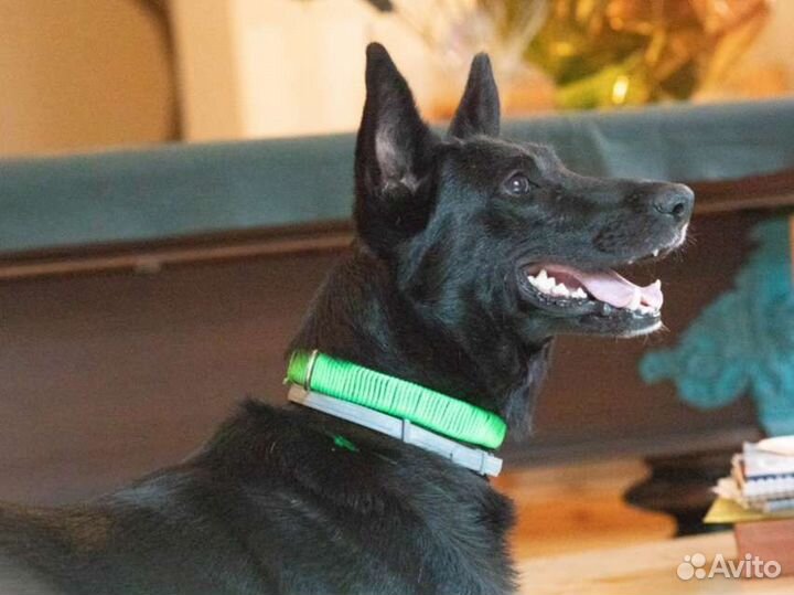 Пес в добрые руки