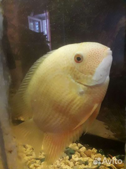 Продам самца северума