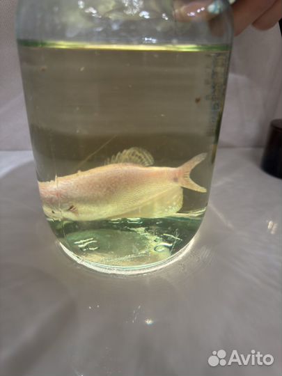 Гурами жемчужный