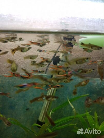 Рыбки гуппи