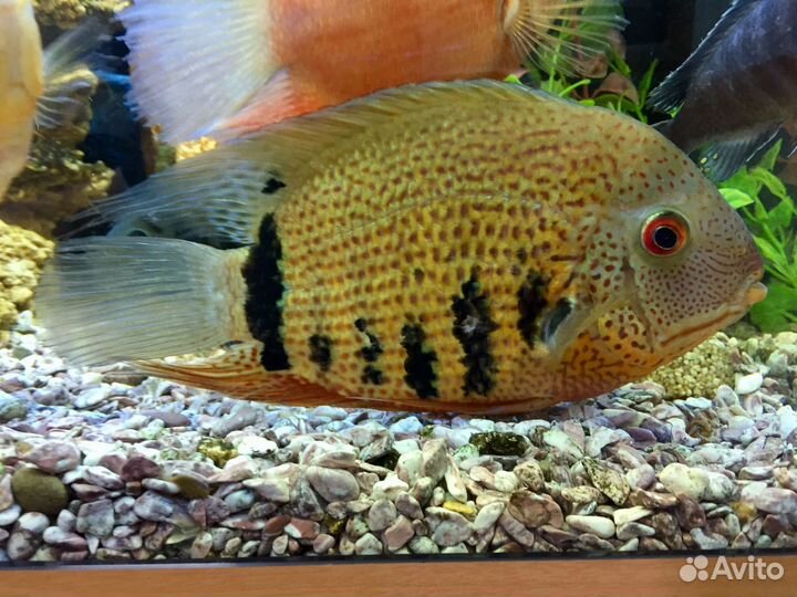 Северум сантарэм